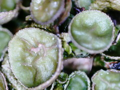 Melanohalea olivacea