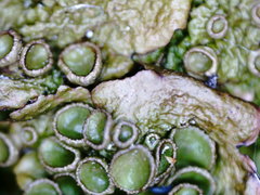 Melanohalea olivacea