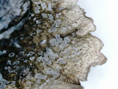 Melanohalea olivacea