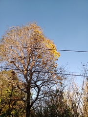 Handroanthus serratifolius