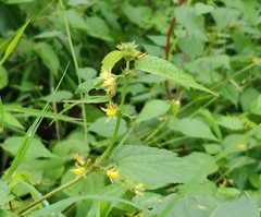 Triumfetta pentandra