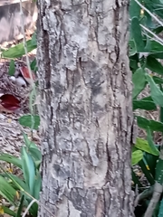 Handroanthus serratifolius