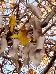 Handroanthus serratifolius