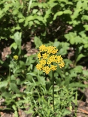 Harbouria trachypleura