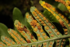 Psychoides filicivora