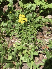 Harbouria trachypleura