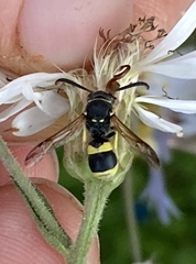 Ancistrocerus parietum
