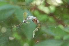 Theridiidae