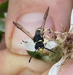 Ancistrocerus parietum