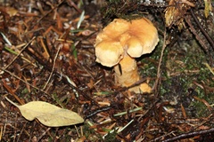 Chroogomphus tomentosus