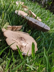 Chlorophyllum molybdites