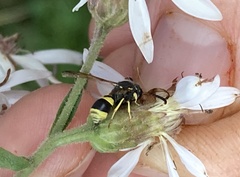Ancistrocerus parietum