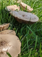 Chlorophyllum molybdites