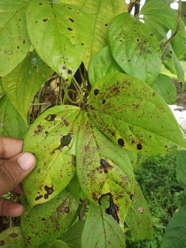 Yam (Dioscorea hispida)