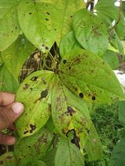Dioscorea hispida