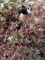 Polygonum paronychia