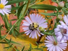 Bombus impatiens