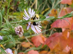 Bombus impatiens