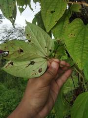 Dioscorea hispida