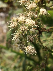 Eupatorium perfoliatum