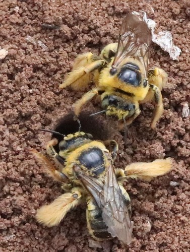Sunflower Chimney Bee photo 4