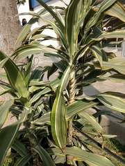 Dracaena fragrans