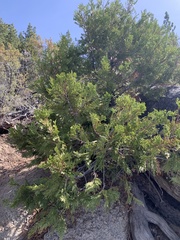 Calocedrus