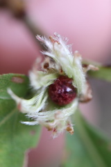 Andricus quercusfrondosus