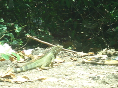 Iguana iguana