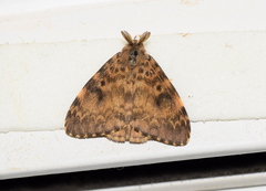 Lymantria ampla