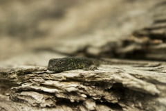 Sceloporus