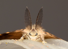 Lymantria ampla