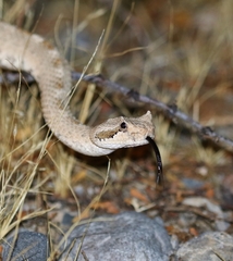 Crotalus cerastes cerastes