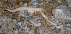 Crotalus cerastes cerastes