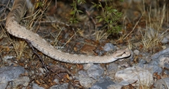 Crotalus cerastes cerastes