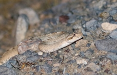 Crotalus cerastes cerastes