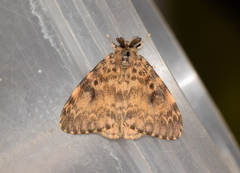 Lymantria ampla