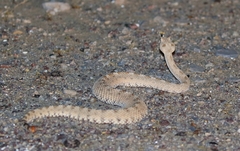Crotalus cerastes cerastes