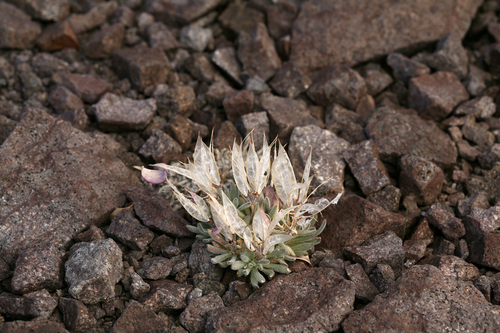 Daggerpod (Anelsonia eurycarpa)