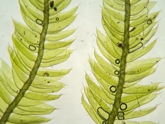 Isopterygiopsis muelleriana