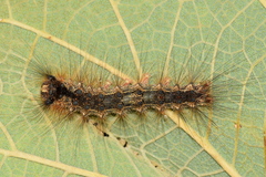 Lymantria ampla