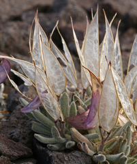 Anelsonia eurycarpa