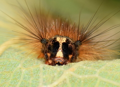 Lymantria ampla