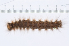 Lymantria ampla