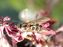 Dasysyrphus intrudens