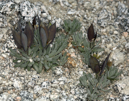 Daggerpod (Anelsonia eurycarpa)