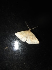 Zanclognatha jacchusalis