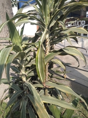 Dracaena fragrans