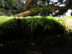 Pseudisothecium myosuroides