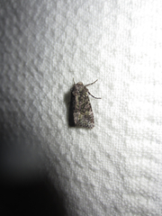 Lacinipolia olivacea